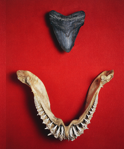 Carcharadon rondeletii tooth fossil and shark jaw